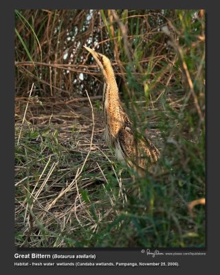 Great_Bittern-IMG_9554.jpg