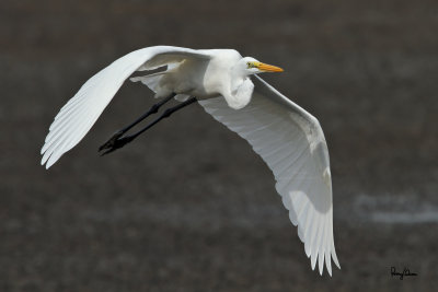 Intermediate Egret (Egretta intermedia, migrant) 

Habitat - Fresh water marshes, ricefields and tidal flats. 

Shooting info - San Juan, Batangas, October 30, 2009, EOS 7D + 400 2.8 L IS + Canon 1.4x TC, 475B/3421 support, manual exposure in available light, near full frame, 49.7 m distance

