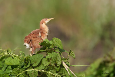 Cinnamon Bittern (Ixobrychus cinnamomeus, resident) 

Habitat: Ricefields, marshes and mangroves. 

Shooting Info - Candaba wetlands, Pampanga, August 16, 2010, 1D4 + 500 f4 IS + Canon 1.4x TC, 
700 mm, f/7.1, ISO 500, 1/2000 sec, 475B/3421 support, manual exposure in available light, major crop 
