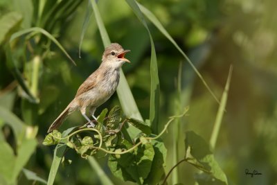 Clamorous Reed-Warbler (Acrocephalus stentoreus, resident) 

Habitat - Uncommon, in tall grass, bamboo thickets in open country, and in reed beds where it sings from cover. 

Shooting Info - Candaba wetlands, Pampanga, August 16, 2010, 1D4 + 500 f4 IS + Canon 1.4x TC, 
700 mm, f/7.1, ISO 640, 1/2000 sec, 475B/3421 support, manual exposure in available light, major crop 
