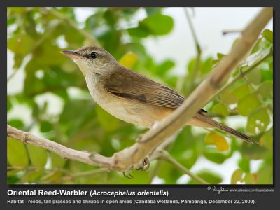 Oriental_Reed-Warbler-IMG_0372.jpg