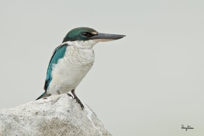 Collared Kingfisher (Todiramphus chloris, resident) 

Habitat: Coastal areas to open country, but seldom in forest 

Shooting info - Coastal Lagoon, Manila Bay, September 11, 2010, 7D + 500 f4 L IS + Canon 1.4x TC, 700 mm, f/6.3, ISO 200, 1/160 sec, manual exposure in available light, bean bag.
