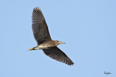 Black-crowned Night-Heron (Nycticorax nycticorax, resident/migrant, immature) 

Habitat - Variety of wetlands from ricefields to mangroves. 

Shooting info - Coastal Lagoon, Manila Bay, October 13, 2010, 1D4 + 500 f4 L IS + Canon 1.4x TC, 700 mm, f/6.3, ISO 800, 1/1600 sec, manual exposure in available light, 475B/3421 support. 

