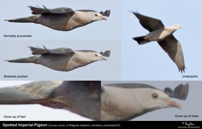 Various Details - Spotted Imperial-Pigeon