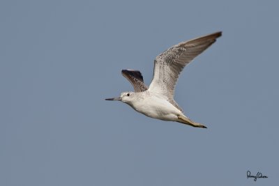 Common Greenshank (Tringa nebularia, migrant) 

Habitat - Coasts to rice fields. 

Shooting info - Coastal Lagoon, Manila Bay, October 28, 2010, 1D4 + 500 f4 L IS + Canon 1.4x TC, 700 mm, f/7.1, ISO 400, 1/1600 sec, manual exposure in available light, 475B/3421 support 
