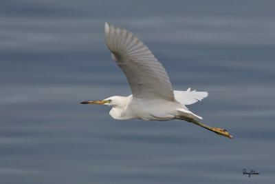 Chinese Egret (Egretta eulophotes, provisional ID) 

Habitat - Rare in shallow tidal flats and ricefields. 

Shooting info - Coastal Lagoon, Manila Bay, October 28, 2010, 1D4 + 500 f4 L IS + Canon 1.4x TC, 700 mm, f/7.1, ISO 400, 1/1600 sec, manual exposure in available light, 475B/3421 support 
