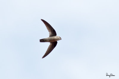 Island Swiftlet (Collocalia vanikorensis, resident, PROVISIONAL ID)

Habitat - Forages in open country and forest.

Shooting info - Paranaque City, October 30, 2010, 1D4 + 400 5.6L, 400 mm, f/6.3, ISO 400, 1/1600 sec, manual exposure in available light, hand held. 