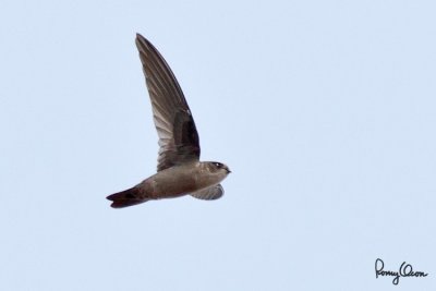 Island Swiftlet (Collocalia vanikorensis, resident, PROVISIONAL ID)

Habitat - Forages in open country and forest.

Shooting info - Paranaque City, October 30, 2010, 1D4 + 400 5.6L, 400 mm, f/6.3, ISO 400, 1/1600 sec, manual exposure in available light, hand held. 