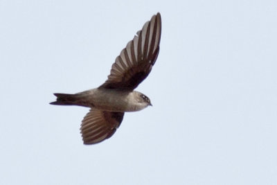 Island Swiftlet (Collocalia vanikorensis, resident, PROVISIONAL ID)

Habitat - Forages in open country and forest.

Shooting info - Paranaque City, October 30, 2010, 1D4 + 400 5.6L, 400 mm, f/7.1, ISO 400, 1/1600 sec, manual exposure in available light, hand held. 