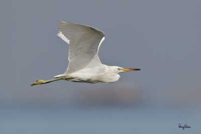 Chinese Egret (Egretta eulophotes) 

Habitat - Rare in shallow tidal flats and ricefields. 

Shooting info - Coastal Lagoon, Manila Bay, November 3, 2010, 1D4 + 500 f4 L IS + Canon 1.4x TC, 700 mm, f/7.1, ISO 400, 1/1600 sec, manual exposure in available light, 475B/3421 support 
