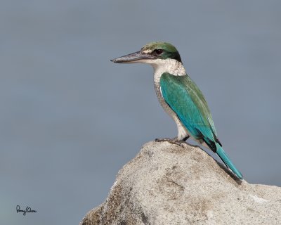Collared Kingfisher (Todiramphus chloris, resident) 

Habitat: Coastal areas to open country, but seldom in forest 

Shooting info - Coastal Lagoon, Manila Bay, November 3, 2010, 1D4 + 500 f4 L IS + Canon 1.4x TC, 700 mm, f/7.1, ISO 400, 1/1600 sec, manual exposure in available light, 475B/3421 support 
