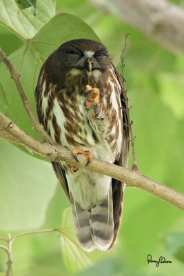 Brown Hawk-Owl (Ninox scutulata) 

Habitat - Forest, edge, open scrub and early second growth. 

Shooting Info - Paranaque City, November 5, 2010, 1D4 + 500 f4 IS + 1.4x TC, 700 mm, f/6.3, ISO 3200, 1/400 sec, 475B/3421 support, manual exposure in available light.
