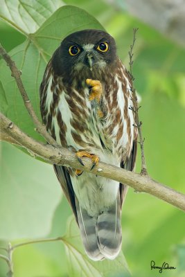 Brown Hawk-Owl (Ninox scutulata) 

Habitat - Forest, edge, open scrub and early second growth. 

Shooting Info - Paranaque City, November 5, 2010,1D4 + 500 f4 IS + 1.4x TC, 700 mm, f/5.6, ISO 800, 1/100 sec, 475B/3421 support, manual exposure in available light.