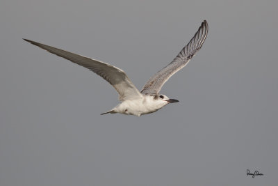 Whiskered Tern (Chlidonias hybridus, migrant) 

Habitat: Bays, tidal flats to ricefields.

Shooting info - Coastal Lagoon, Manila Bay, November 3, 2010, 1D4 + 500 f4 L IS + Canon 1.4x TC, 700 mm, f/6.3, ISO 400, 1/1600 sec, manual exposure in available light, 475B/3421 support 
