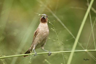 Scaly-Breasted Munia (Lonchura punctulata cabanisi, endemic race, adult) 

Habitat: Ricefields, grasslands, gardens and scrub. 

Shooting Info - Paranaque City, November 11, 2010, 1D4 + 100-400 IS, 400 mm, f/5.6, ISO 800, 1/640 sec, hand held, manual exposure in available light. 

