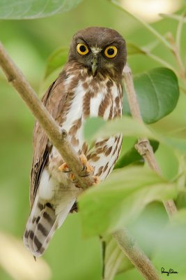 Brown Hawk-Owl (Ninox scutulata) 

Habitat - Forest, edge, open scrub and early second growth. 

Shooting Info - Paranaque City, November 8, 2010, 7D + 500 f4 IS + 1.4x TC, 700 mm, f/5.6, ISO 800, 1/100 sec, 475B/3421 support, manual exposure in available light.
