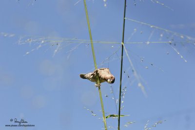 Scaly-Breasted Munia (Lonchura punctulata cabanisi, endemic race)

Habitat: Ricefields, grasslands, gardens and scrub. 

Shooting Info - Paranaque City, November 12, 2010, 1D4 + 100 2.8 macro, 100 mm, f/5.0, ISO 400, 1/1600 sec, hand held, manual exposure in available light, 4 FEET DISTANCE, RESIZED FULL FRAME.