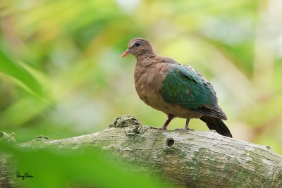 Common Emerald-Dove (Chalcophaps indica)
 
Habitat - Common but shy in forests.

Shooting info - 1D4 + 500 f4 IS + 1.4x TC, 700 mm, f/5.6, ISO 1600, 1/100 sec, manual exposure, 3421/A-328 support