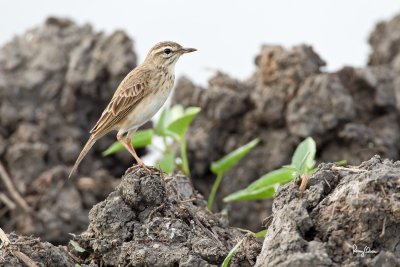 Paddyfield Pipit (Anthus rufulus, resident, formerly called Richard's Pipit) 

Habitat - On the ground in open country, grasslands, ricefields and parks. 

Shooting info - Candaba wetlands, Pampanga, Philippines, December 28, 2010, 1D4 + 500 f4 IS + 1.4x TC, 
700 mm, 1/250 sec, f/6.3, ISO 400, manual exposure in available light, bean bag.