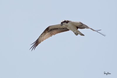 Ospreys and a Peregrine Falcon at Manila Bay