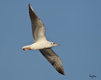 Black-Headed Gull (Larus ridibundus, migrant) 

Habitat - along coast at river mouths, in bays, mud and coral flats, and ricefields. 

Shooting info - Coastal Lagoon, Manila Bay, January 4, 2011, 1D4 + 500 f4 IS + 1.4x TC, 1/1600 sec, f/6.3, ISO 400, manual exposure, 475B/3421 support