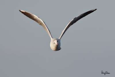 Black-Headed Gull (Larus ridibundus, migrant) 

Habitat - along coast at river mouths, in bays, mud and coral flats, and ricefields. 

Shooting info - Coastal Lagoon, Manila Bay, January 4, 2011, 1D4 + 500 f4 IS + 1.4x TC, 1/1600 sec, f/6.3, ISO 400, manual exposure, 475B/3421 support
