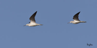 Common Greenshank (Tringa nebularia, migrant) 

Habitat - Coasts to rice fields. 

Shooting info - Coastal Lagoon, Manila Bay, January 7, 2011, 1D4 + 500 f4 L IS + Canon 1.4x TC, 700 mm, f/8, ISO 400, 1/2000 sec, manual exposure in available light, 475B/516 support. 
