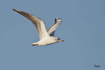 Black-Headed Gull (Larus ridibundus, migrant) 

Habitat - along coast at river mouths, in bays, mud and coral flats, and ricefields. 

Shooting info - Coastal Lagoon, Manila Bay, January 4, 2011, 1D4 + 500 f4 IS + 1.4x TC, 1/1600 sec, f/6.3, ISO 400, manual exposure, 475B/3421 support 
