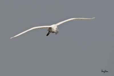 Little Egret (Egretta garzetta) 

Habitat: Coastal marsh and tidal flats to ricefields. 

Shooting info - Coastal Lagoon, Manila Bay, January 7, 2011, 1D4 + 500 f4 L IS + Canon 1.4x TC, 700 mm, f/7.1, ISO 400, 1/2000 sec, manual exposure in available light, 475B/516 support. 
