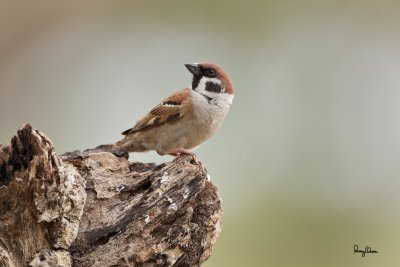 Eurasian Tree Sparrow (Passer montanus, resident) 

Habitat - Common in virtually every inhabited island. 

Shooting info - Candaba wetlands, Pampanga, Philippines, January 24, 2011, 1DM4 + 500 f4 IS + Canon 1.4x TC, 700 mm, 
f/6.3, 1/800 sec, ISO 800, manual exposure in available light, 475B tripod/516 fluid head, uncropped full frame resized to 1500x1000.

