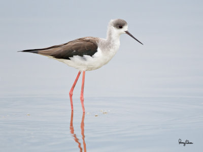 Black-winged Stilt (Himantopus himantopus, migrant) 

Habitat: Wetlands from coastal mudflats to ricefields 

Shooting info - Sta. Cruz, Zambales, Philippines, February 8, 2010, 1D4 + 500 f4 IS + 1.4x TC, 
700 mm, 1/800 sec, f/5.6, ISO 3200, manual exposure in available light, 475B/516 support. 
