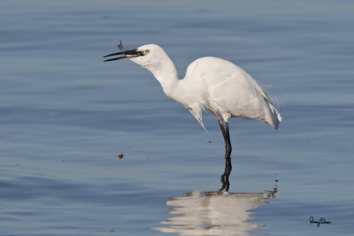 YUMMY.

Little Egret (Egretta garzetta) 

Habitat: Coastal marsh and tidal flats to ricefields. 

Shooting info - Coastal Lagoon, Manila Bay, February 16, 2011, 1D4 + 500 f4 L IS + Canon 1.4x TC, 700 mm, f/7.1, ISO 400, 1/2500 sec, manual exposure in available light, 475B/516 support.
