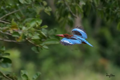 White-throated Kingfisher 

Scientific name - Halcyon smyrnensis 

Habitat - Clearings, along large streams and rivers, and in open country.

[20D + 400 5.6L, manual exposure]