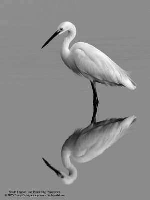 Little Egret 

Scientific name: Egretta Garzetta 

Habitat: Coastal marsh and tidal flats to ricefields. 

[20D + Sigmonster (Sigma 300-800 DG)] 