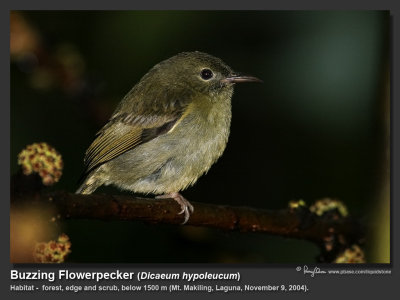 Buzzing Flowerpecker-IMG_2218