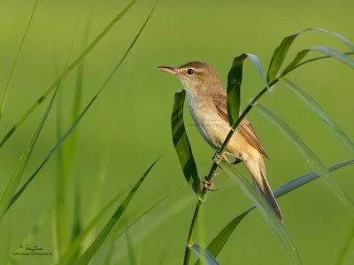 Clamorous Reed-Warbler 

Scientific name - Acrocephalus stentoreus 

Habitat - Uncommon, in tall grass, bamboo thickets in open country, and in reed beds where it sings from cover. 

[350D + 100-400 L IS, hand held]
