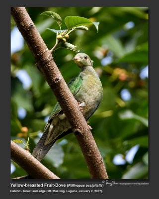 Yellow-breasted Fruit-Dove (Ptilinopus occipitalis, a Philippine endemic, immature) 

Habitat - Forest and edge, in the middle or upper canopy 

Shooting info - Mt. Makiling, Laguna, January 2, 2007, 20D + 500 f4 IS + Canon 1.4x TC, 
700 mm, f/7.1, ISO 400, 1/250 sec, manual exposure in available light, 475B/3421 support. 
