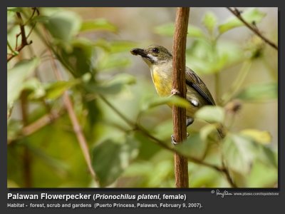 Palawan Flowerpecker
(a Philippine endemic, female) 

Scientific name - Prionochilus plateni

Habitat - Forest, scrub and gardens. 

[20D + 500 f4 L IS + Canon 1.4x TC, hand held] 
