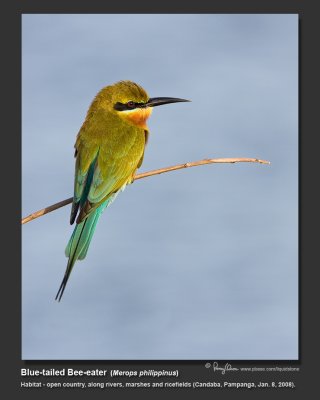 Blue-tailed Bee-eater -IMG_8928.jpg