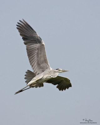 Grey Heron 

Scientific name - Ardea cinerea 

Habitat - Uncommon in wetlands. 

[CANDABA WETLANDS, PAMPANGA, 1DM2 + 500 f4 L IS + Canon 1.4x TC, 475B/3421 support] 
