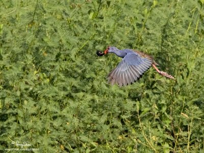 Purple Swamphen 

Scientific name - Porphyrio porphyrio 

Habitat - Uncommon in freshwater and brackish wetlands.

[CANDABA WETLANDS, PAMPANGA, 1DM2 + 500 f4 L IS + Canon 1.4x TC, 475B/3421 support]