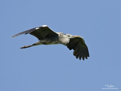 Grey Heron 

Scientific name - Ardea cinerea 

Habitat - Uncommon in wetlands. 

[CANDABA WETLANDS, PAMPANGA, 1DM2 + 500 f4 L IS + Canon 1.4x TC, 475B/3421 support] 
