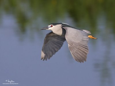 The Herons of Candaba Wetlands