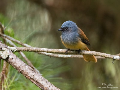 Blue-headed Fantail 
(a Philippine endemic) 

Scientific name - Rhipidura cyaniceps 

Habitat - Forest up to 2000 m. 

[Elev. 1615 m ASL, MANKAYAN, BENGUET, 40D + 500 f4 IS + Canon 1.4x TC, 475B/3421 support] 


