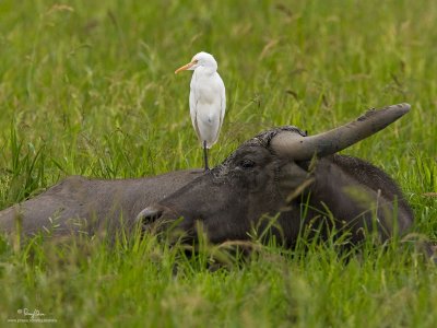 Cattle Egret 

Scientific name: Bubulcus ibis 

Habitat: Common in pastures, ricefields and marshes. 

[CANDABA WETLANDS, PAMPANGA, 40D + 500 f4 IS + Canon 1.4x TC, bean bag]