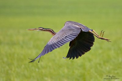 Purple Heron 

Scientific name - Ardea purpurea 

Habitat - Fairly common in all types of wetlands. 

[CANDABA WETLANDS, PAMPANGA, 1DM2 + 100-400 IS,hand held] 
