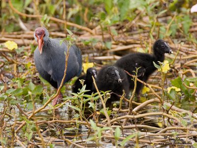 Purple Swamphen (3 pulli with adult) 

Scientific name - Porphyrio porphyrio 

Habitat - Uncommon in freshwater and brackish wetlands. 

[CANDABA WETLANDS, PAMPANGA, 40D + 500 f4 L IS + Canon 1.4x TC, bean bag] 
