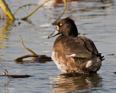 Tufted Duck (female)

Scientific name - Aythya fuligula 

Habitat - Uncommon in open water in deeper lakes and marshes. 

[40D + Sigmonster + Canon 2x TC, MF via Live View, 475B/3421 support] 
