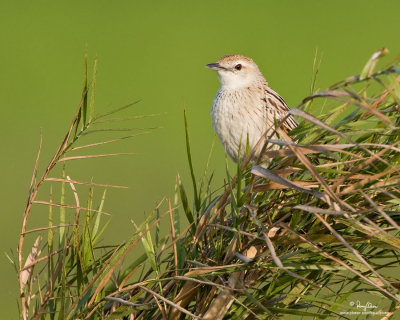 Striated Grassbird 

Scientific name - Megalurus palustris 

Habitat - Grasslands, ricefields and open country. 

[CANDABA, PAMPANGA, 40D + 500 f4 L IS + Canon 1.4x TC, bean bag] 
