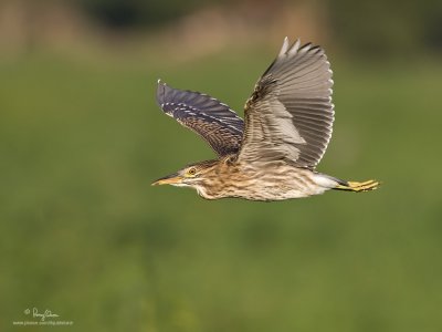 Black-crowned Night-Heron (immature)

Scientific name - Nycticorax nycticorax 

Habitat - Variety of wetlands from ricefields to mangroves. 

[CANDABA WETLANDS, PAMPANGA, 1DM2 + 500 f4 L IS + Canon 1.4x TC, 475B/3421 support] 
 


